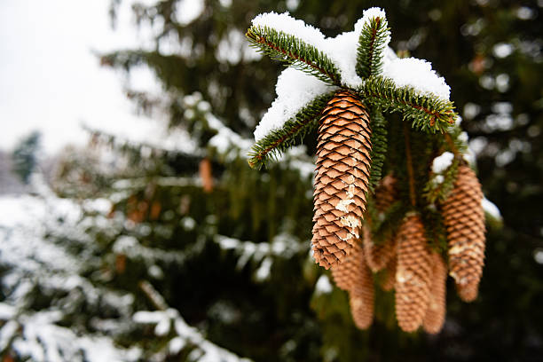Snow-covered pine branch with cone, winter nature.