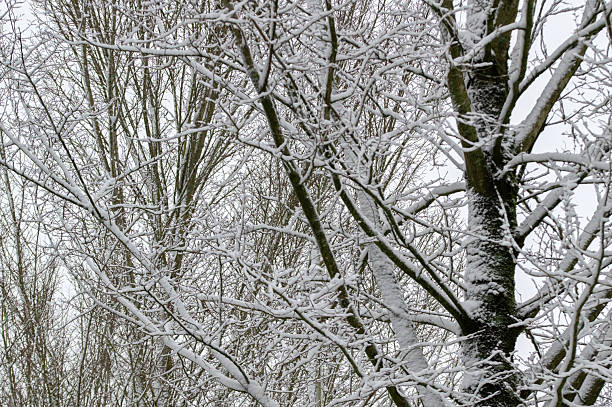 Close Up Branches In A Winterland