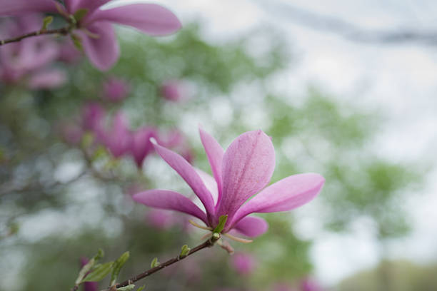 Blooming pink magnolia tree with blurred background