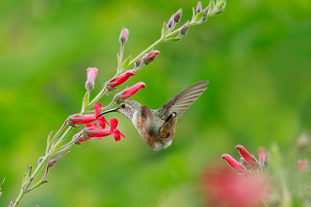 Allen's Hummingbird