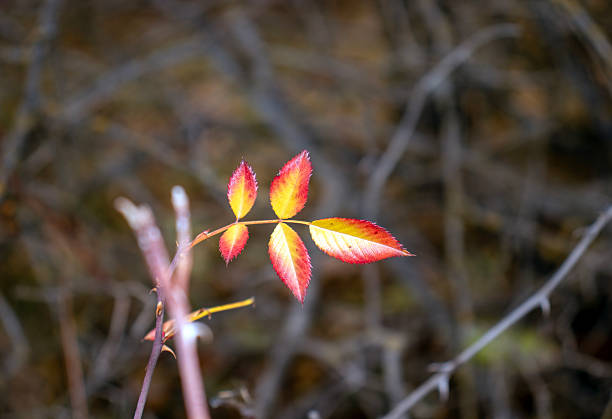 Autumn colors, leaves, bush background.
