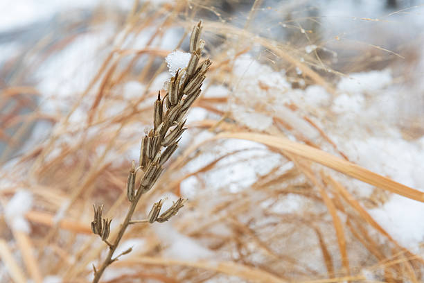 This is a photograph of dry wheat outdoors in snow on a cold January day in Brooklyn, New York.
