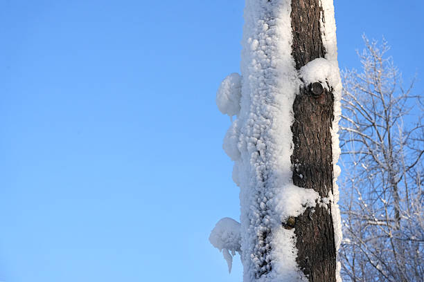 January winter nature and landscapes- Trees, snow, blue sky.