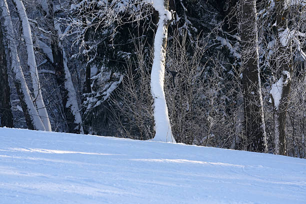 Snow covered trees in winter. A branch of trees close up. Winter background.