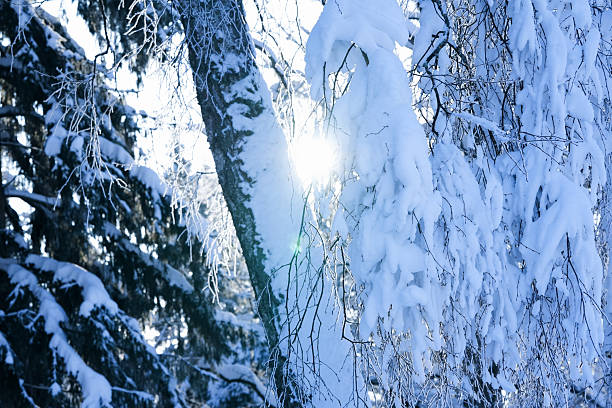 Dawn in winter. The sun rises in the forest. Morning light in a snowy field. Details of nature.