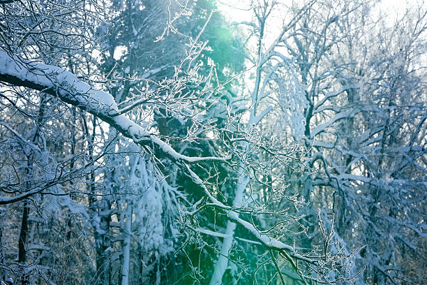 Snow-laden branches reflect sunlight in a winter forest, surrounded by frosted trees and a serene blue-green atmosphere