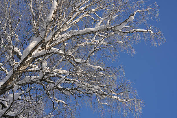 Snow-covered branches of a deciduous tree against a clear blue sky, showcasing winter scenery and natural beauty in a serene outdoor environment
