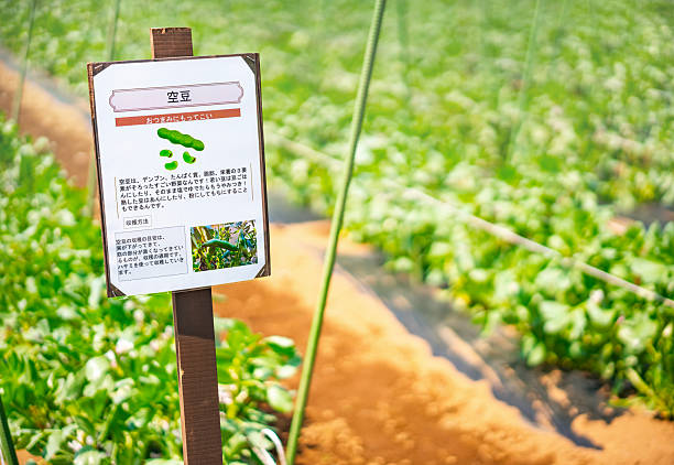 chiba, katori - mar 26 2025: Japanese broad bean field signage features nutritional tips and harvesting advice in handwritten style, offering educational value for local farming promotion.