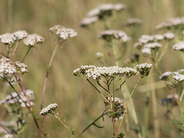 Close up of Queen Annes Lace flower, Wild Carrot