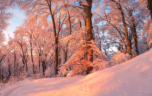 Fairy mountain snowy forest in beautiful winter at pink sunset. Colorful landscape with trees in snow, trail, red sunlight in evening. Snowfall in magical woods. Woodland. Snowy forest in Croatia