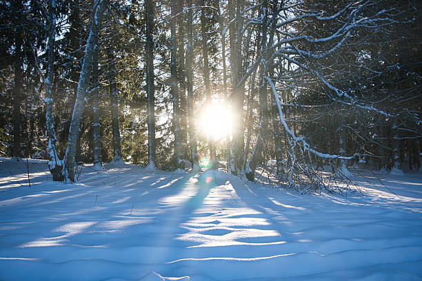 Experience the serene beauty of an Estonian winter with golden sunlight filtering through a snow-covered pine forest. This enchanting scene features long shadows and pristine snow, perfect for seasonal backgrounds and nature concepts.