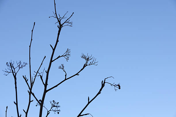 Rosaceae family. Low angle view of a small rowan tree under a clear blue sky. Winter morning in Metro Vancouver.Plant Hardiness Zone 8b.