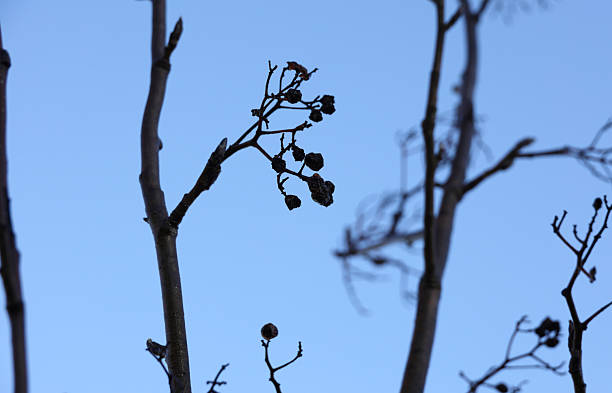Rosaceae family. Low angle view of branches of the Mountain Ash tree. Blue sky in the background. Winter morning in Metro Vancouver. Plant Hardiness Zone 8b.