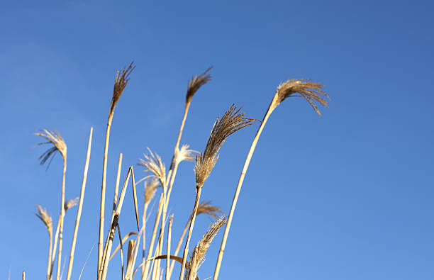 closeup green cattail bush on the blue sky background