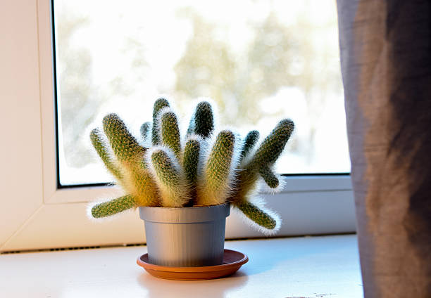 Mammillaria VETULA elongata (Mammillaria gracilis) cactus. The cactus stands on a windowsill illuminated by the morning sun.