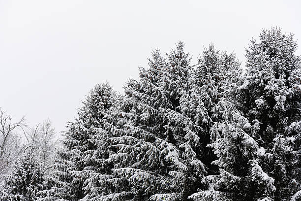This is a close up photograph of a snow covered pine trees in Mahwah, New Jersey on an overcast winter day.