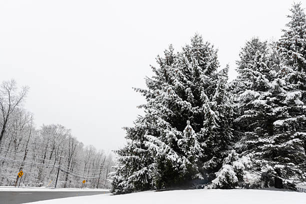 This is a close up photograph of a snow covered pine trees in Mahwah, New Jersey on an overcast winter day.