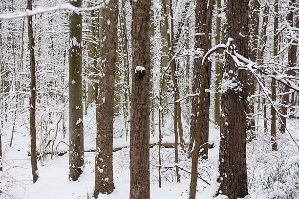 This is a photograph of a snow covered forest landscape in Mahwah, New Jersey on a winter day.