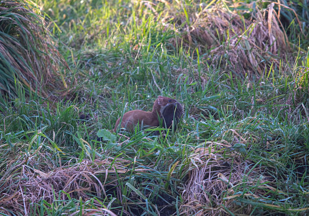 A stoat carrying a large kill probably a rat.
