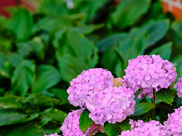 An up-close photo of vibrant pink hydrangea flowers thriving amid green foliage in a Danish garden. The imagery captures the essence of nature's tranquility in a summer landscape.