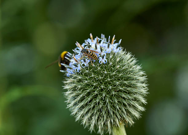 A detailed macro shot of a spherical allium flower head in bloom, with delicate blue florets. A bee rests on the blossoms, highlighting pollination in a natural garden setting. The image emphasizes texture, geometry, and the beauty of tiny garden life, suitable for nature, horticulture, and macro themes.