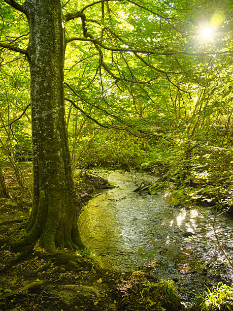 In Denmark, a serene forest scene shows a mossy trunk, spreading branches, and a sparkling stream. Sunlight filters through lush Fagus sylvatica leaves, creating a calm, peaceful atmosphere perfect for nature, travel, or outdoor inspiration. Ideal for editorial and educational projects highlighting woodland habitats and Nordic landscapes.