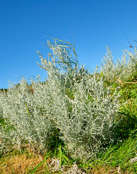 White sagebrush (Artemisia spp.) growing abundantly under a clear sky on a green landscape