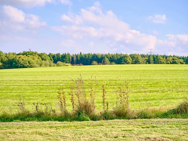 A serene Danish countryside view featuring a vibrant green meadow, tall wild grasses in the foreground, and a distant tree line under a bright, partly cloudy sky. The scene evokes calm, pastoral beauty and seasonal autumn mood, with hints of Poa pratensis and other field grasses.