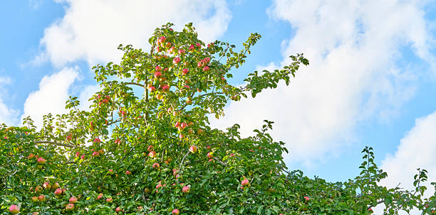 Apple orchard with apple tree rows in Michigan, USA.