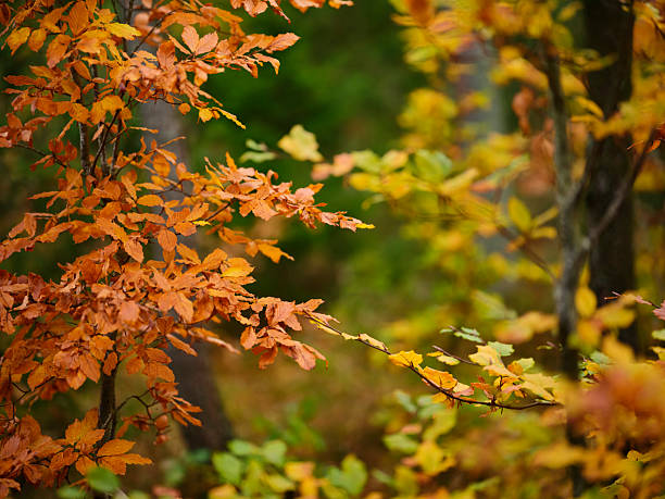 Vibrant autumn foliage blankets a tranquil forest, with orange and gold maple leaves (Acer palmatum) on arching branches. Sunlight filters through the trees, creating a warm, cozy mood. A Danish woodland setting evokes seasonal calm, natureâs texture, and the beauty of fall.