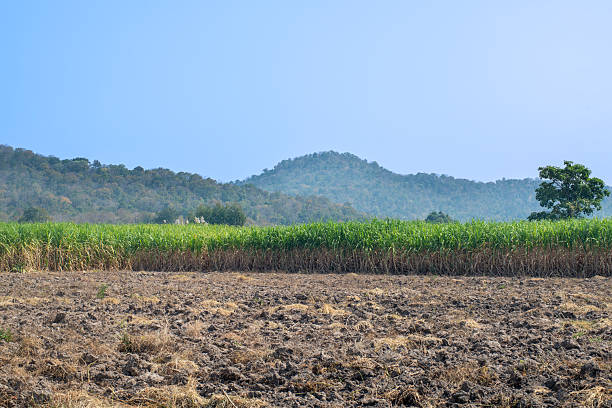 istock Sugarcane fields amidst the mountains and forests of Asia. 2257493365