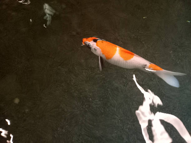 A colorful koi fish swimming in a pond with rippling water.