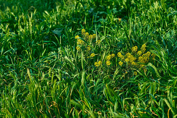 vegetation consisting of typically short plants with long, narrow leaves, growing wild or cultivated on lawns and pasture