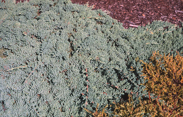 Shrubs  create a green landscape in a garden. The plants show various textures and growth patterns. Sunlight highlights the foliage in the background of this scene.