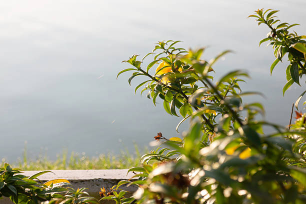 Plant and flower in outdoors garden, stock photo