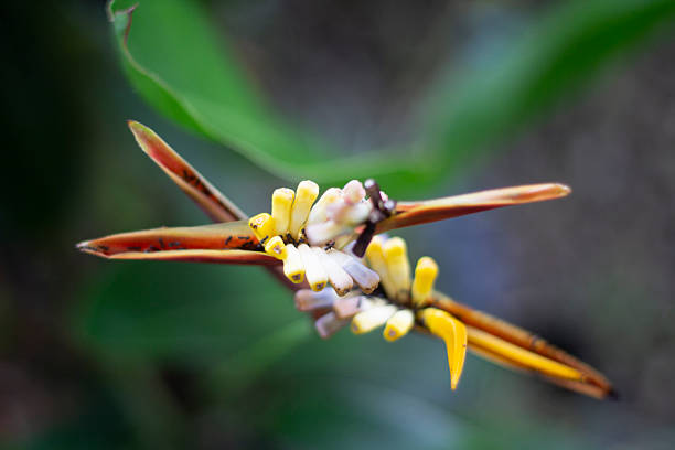 close up of the beautiful Heliconia psittacorum from above