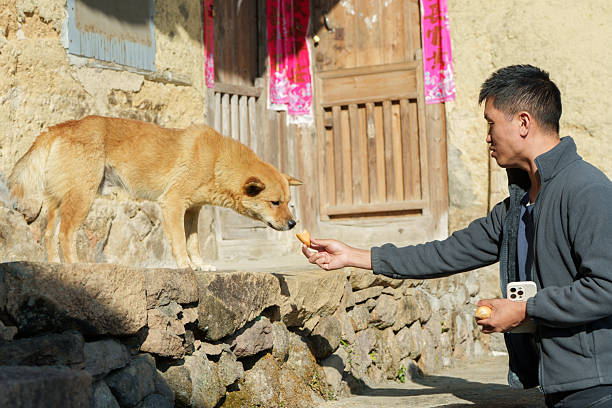 The Asian man is feeding his Chinese rural dog.
