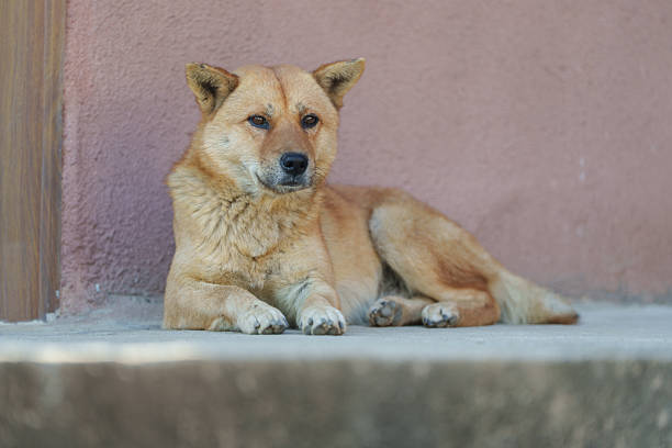 Chinese rural dogs (a type of indigenous dog breed in China)