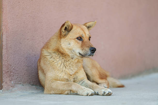 angry brown dog