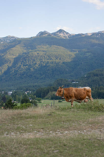 Dairy cows in mountain meadow,, Triglav National Park, Julian Alps