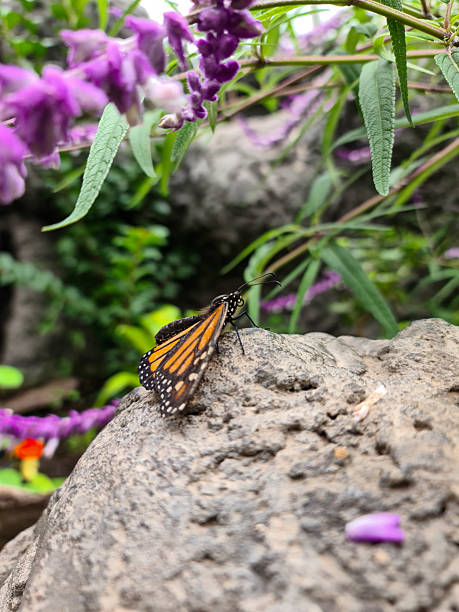 A monarch butterfly resting on a rock surrounded by colorful flowers in a natural garden environment
