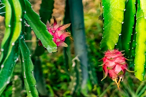 Pitaya,Orchard,Hainan,China,Asia.Dragon Fruit Base.