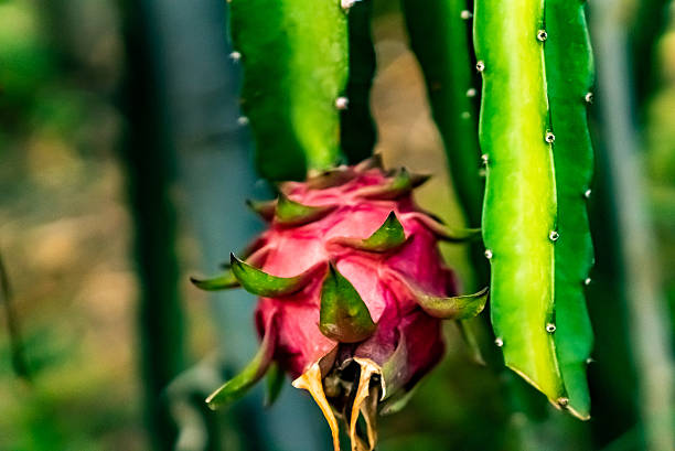 Pitaya,Orchard,Hainan,China,Asia.Dragon Fruit Base.