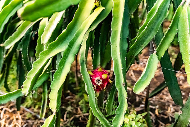 Pitaya,Orchard,Hainan,China,Asia.Dragon Fruit Base.