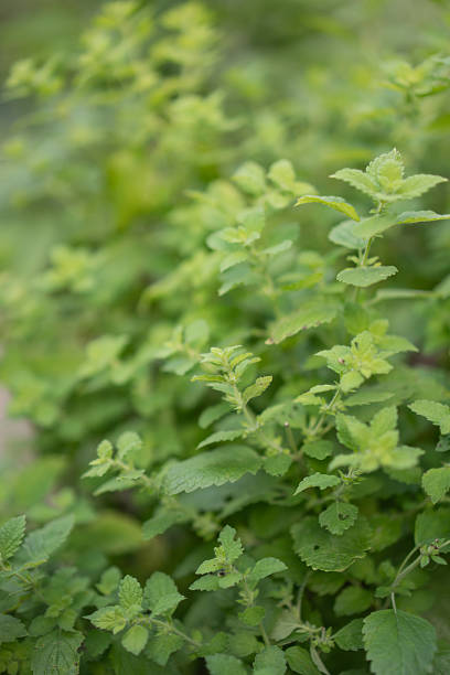 Fresh herbs in garden, East Sussex