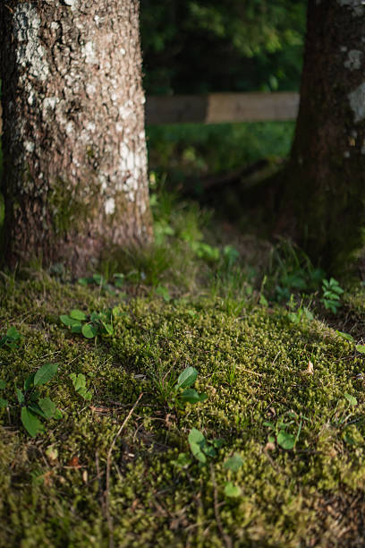 Tree  and moss in English countryside in summertime,  East Sussex