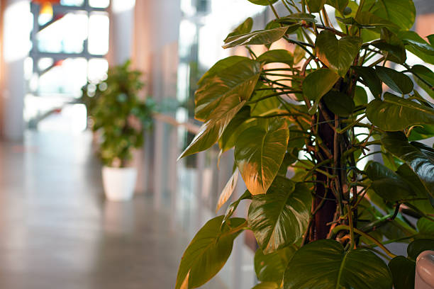 ficus in a pot on a green background, Modern interior