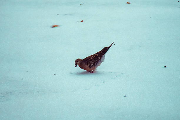 A red dove walks through the snow on a sunny day