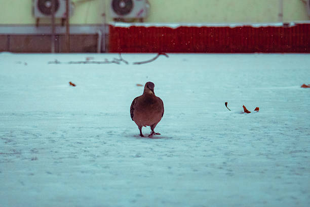 Front view of an urban pigeon standing on fresh snow during winter snowfall in Wuhan, China. Minimal street wildlife scene with soft light and copy space.