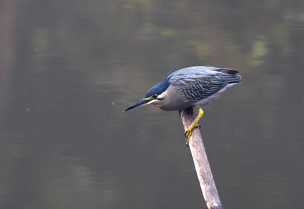 Striated Heron is a small, squat water bird with short legs, a black crown and a small, drooping crest.